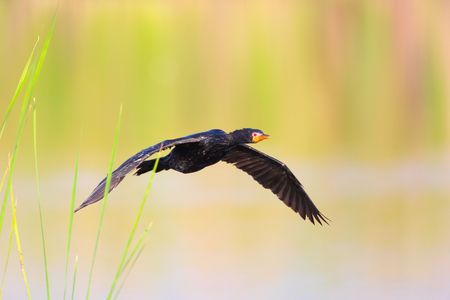 Reed Cormorant (Phalacrocorax africanus) flying  over the water in South Africaの写真素材