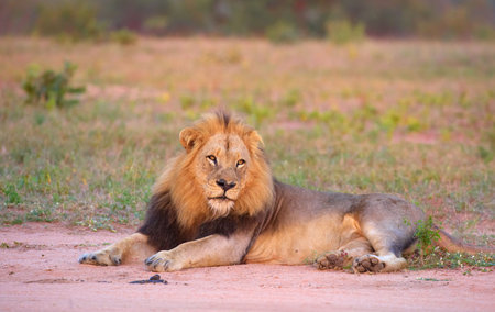 Lion (panthera leo) with lots of scratches on his face lying in savannah in South Africaの写真素材