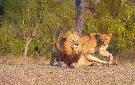 Lion (panthera leo) and lioness in bushveld, South Africaの写真素材
