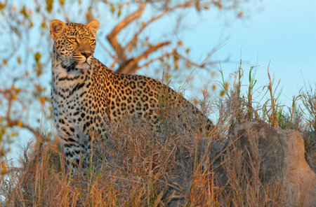 Leopard (Panthera pardus) standing in savannah at sunset in nature reserve in South Africa