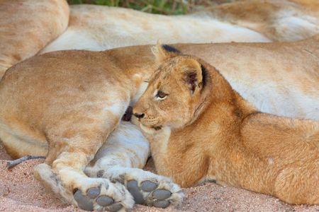 Lion (panthera leo) cub lying next to his family in savannah in South Africa
の写真素材