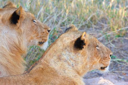 Lioness (panthera leo) and lion lying in savannah in South Africaの写真素材