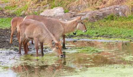 Group of Waterbuck (Kobus ellipsiprymnus) drinking from the water pool in the nature reserve in South Africaの写真素材