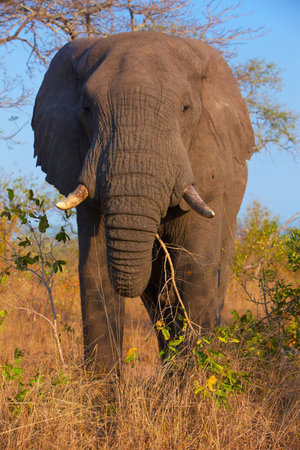 Large elephant bull in the nature reserve in South Africaの写真素材