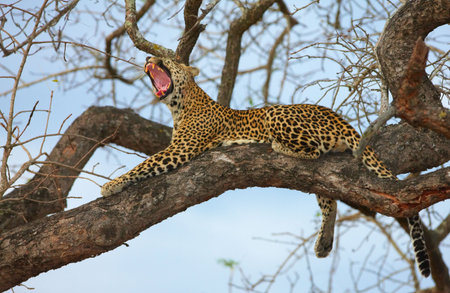 Leopard (Panthera pardus) lying on the tree yawning in nature reserve in South Africa. Shot at sunsetの写真素材