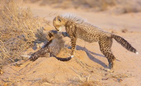 Cheetah (Acinonyx jubatus) cubs playing in savannah in South Africaの写真素材