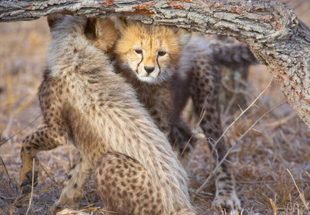 Cheetah (Acinonyx jubatus) cubs playing in savannah in South Africaの写真素材