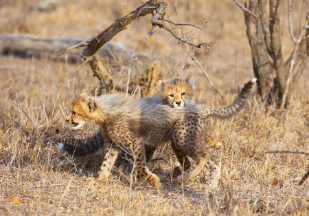 Cheetah (Acinonyx jubatus) cubs playing in savannah in South Africa
の写真素材