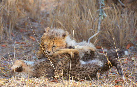 Cheetah (Acinonyx jubatus) cubs playing in savannah in South Africaの写真素材