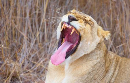 Lioness (panthera leo) lying in savannah and yawning in South Africa. Close-up of the head
の写真素材
