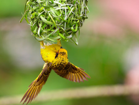 Village (Spotted-backed) Weaver (Ploceus cucullatus) sitting on his nest upside down in South Africa