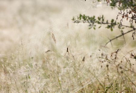 Large spider in the web in South Africaの写真素材