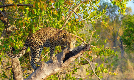 Leopard (Panthera pardus) standing alert on the tree in nature reserve in South Africaの写真素材