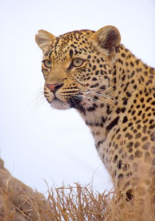 Leopard (Panthera pardus) sitting in the grass in nature reserve in South Africaの写真素材