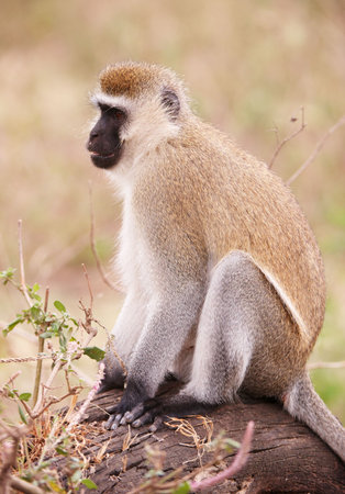 Black-faced vervet monkey (Chlorocebus pygerythrus) sitting on a tree in South Africa