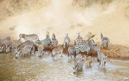 Herd of zebras (African Equids) drinking from the river in nature reserve in South Africaの写真素材