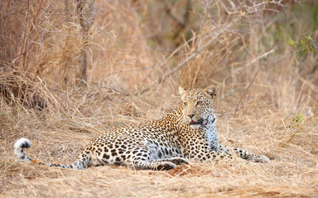 Leopard (Panthera pardus) resting in savannah in nature reserve in South Africa