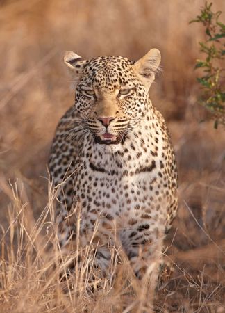 Leopard (Panthera pardus) standing in savannah in nature reserve in South Africaの写真素材