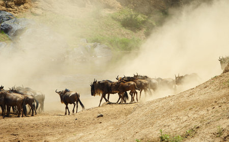 Herd of Blue wildebeest (Connochaetes taurinus) running in savannah next to the river covered in dust in South Africaの写真素材