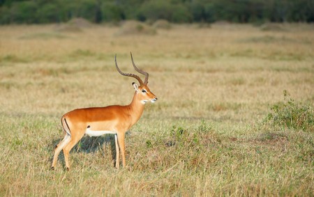 Single red impala (Aepyceros melampus) in the nature reserve in South Africaの写真素材