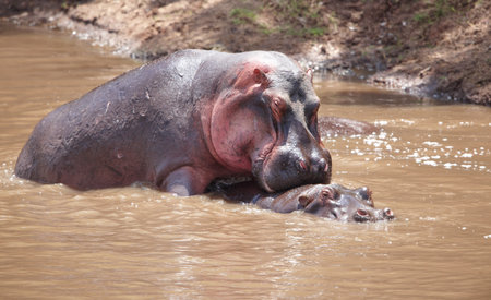 Couple of large hippopotamus (Hippopotamus amphibius) mating in water in the nature reserve in South Africaの写真素材