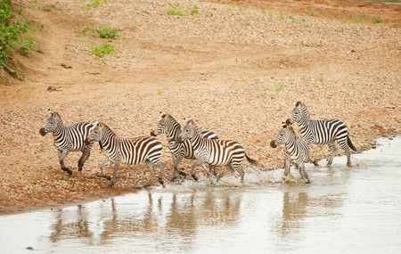 Herd of zebras (African Equids) running along the river in nature reserve in South Africaの写真素材