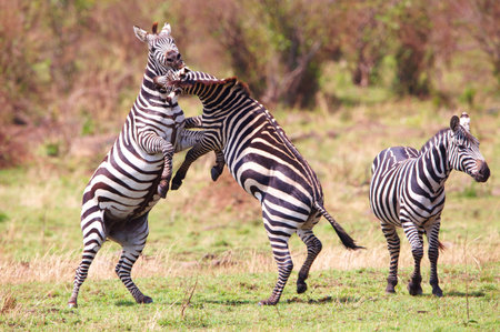 Herd of zebras (African Equids) playing in nature reserve in South Africa