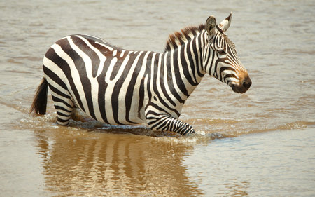 Single zebra (African Equids) crossing the river in nature reserve in South Africaの写真素材