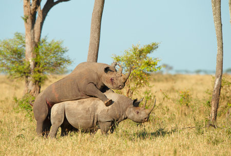 Two Large white (square-lipped) rhinoceros (Ceratotherium simum) mating in the nature reserve in South Africaの写真素材
