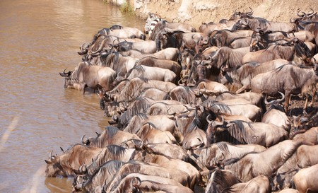 Herd of Blue wildebeest (Connochaetes taurinus) drinking from the river in South Africaの写真素材