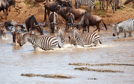 Herd of zebras (African Equids) and Blue Wildebeest (Connochaetes taurinus) crossing the river infested with Crocodiles (Crocodylus niloticus) in nature reserve in South Africaの写真素材