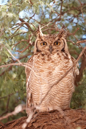 Spotted Eagle Owl (Bubo Africanus) sitting on the tree in South Africaの写真素材