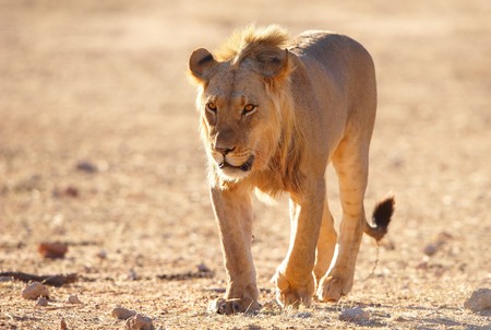 Single Lion (panthera leo) walking in savannah in South Africa
の写真素材