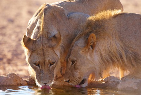 Two lionesses (panthera leo) drinking water fom the water hole in savannah in South Africaの写真素材