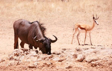 Blue wildebeest (Connochaetes taurinus) and Springbok (Antidorcas marsupialis) standing in savannah in South Africaの写真素材
