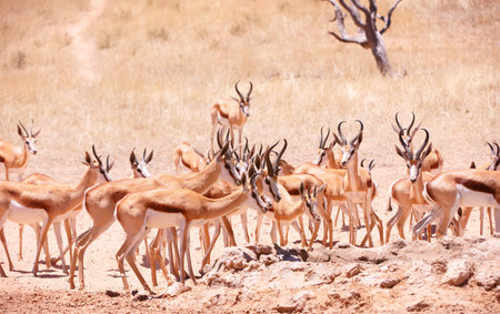 Large herd of Springbok (Antidorcas marsupialis) standing in the nature reserve in South Africaの写真素材