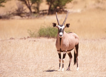 Single wild Gemsbok (Oryx Gazella) standing in the nature reserve in South Africaの写真素材