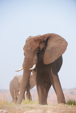 Large African elephants (Loxodonta Africana) eating in savanna in Botswanaの写真素材