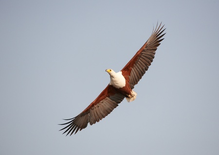 African Fish Eagle (Haliaeetus vocifer) in flight in Botswanaの写真素材