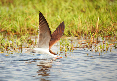 African Skimmer (Rynchops flavirostris) in flight catching food from the river in Botswana