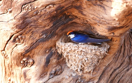 Wire-tailed Swallow (Hirundo smithii) sitting in its nest in Botswanaの写真素材
