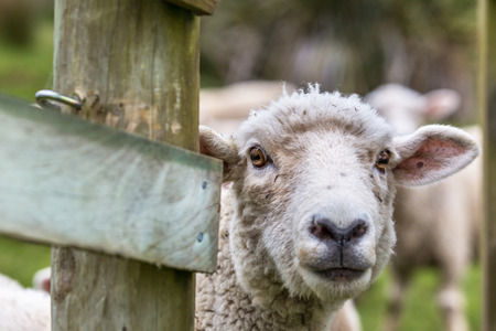 Closeup of sheep on farmの写真素材