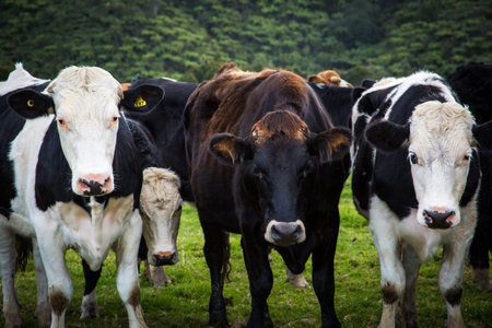 Herd of cows in green paddock
