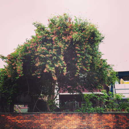 Amazing blossom tree behind a brick wall scene