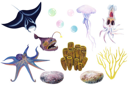 A set of watercolor illustrations manta ray, squid, jellyfish, octopus, anglerfish, corals, stonesの写真素材