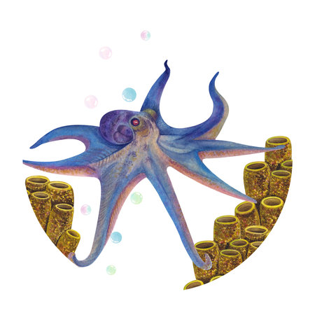 A set of watercolor illustrations manta ray, squid, jellyfish, octopus, anglerfish, corals, stonesの写真素材