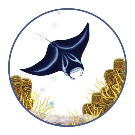 A set of watercolor illustrations manta ray, squid, jellyfish, octopus, anglerfish, corals, stonesの写真素材