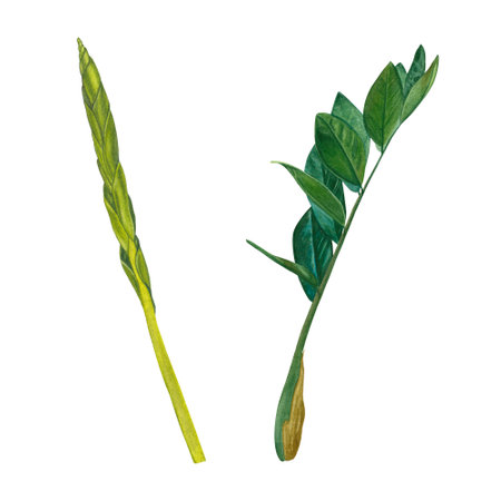 A set of watercolor elements leaves, stems and shoots of zamiokulkas and sansevieria made on a white background. Suitable for postcardsの写真素材