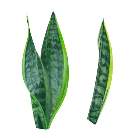 A set of watercolor elements leaves, stems and shoots of zamiokulkas and sansevieria made on a white background. Suitable for postcardsの写真素材