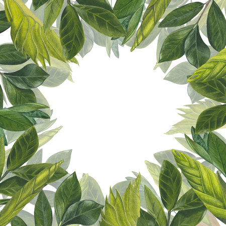 A set of watercolor elements leaves, stems and shoots of zamiokulkas and sansevieria made on a white background. Suitable for postcardsの写真素材